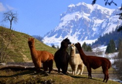 Lamas in Innereriz (im Hintergrund "Fünf Hengste")