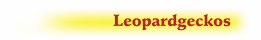 Leopardgeckos